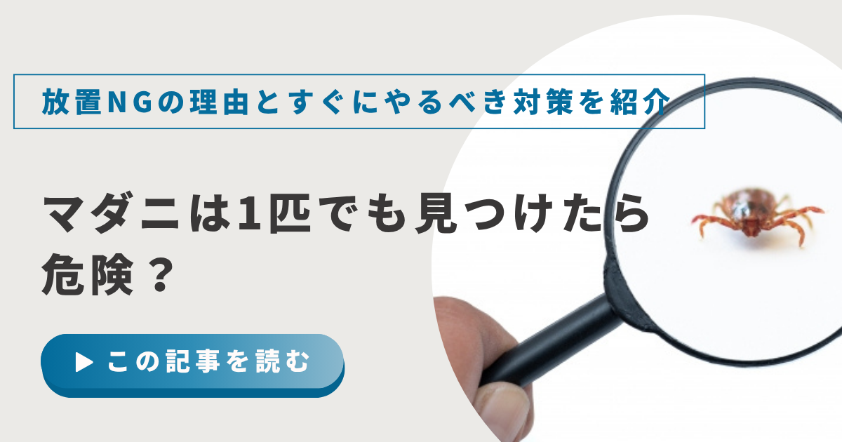 マダニは1匹でも見つけたら危険？放置NGの理由とすぐにやるべき対策を紹介