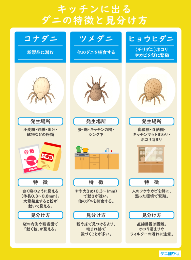 キッチンに出る主なダニの種類と見分け方