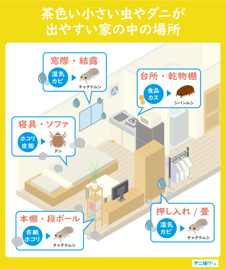 茶色い小さい虫やダニが発生しやすい家の場所