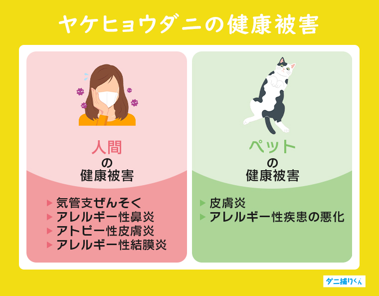 ヤケヒョウダニによるアレルギーの仕組みと人体やペットに与える健康被害