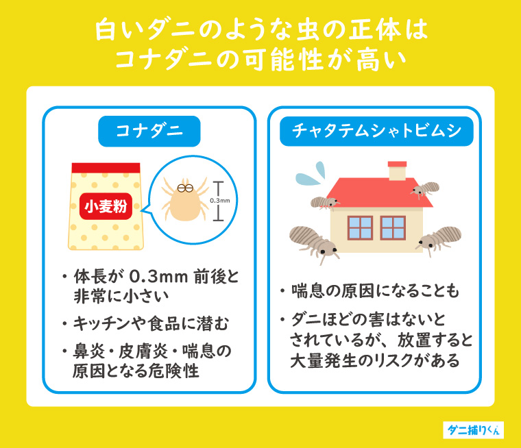 白いダニのような虫の正体