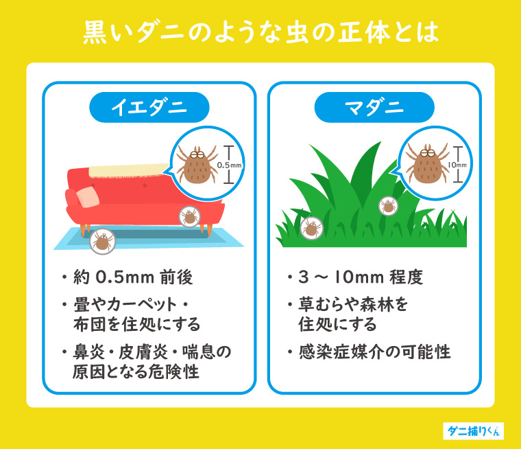 黒いダニのような虫の正体とは