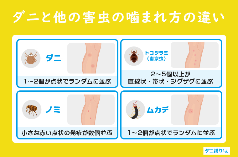 ダニと他の虫との噛まれ方の違い