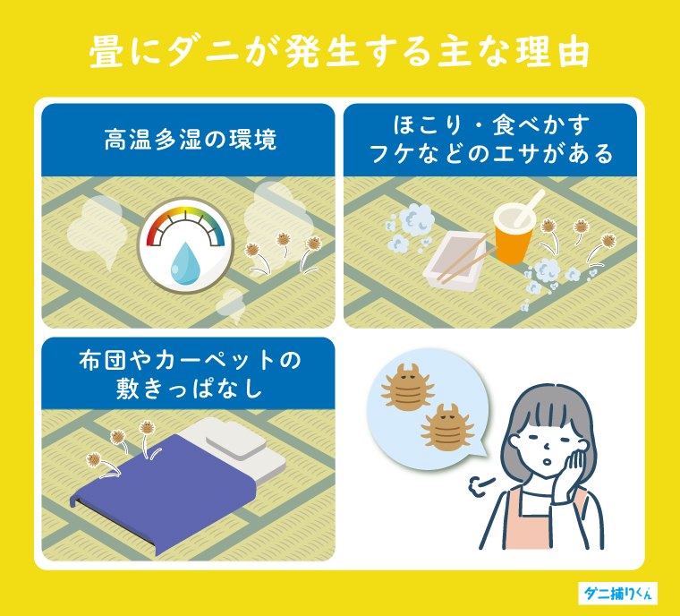 畳にダニが発生する主な理由【アレルギーの原因になるリスクも】